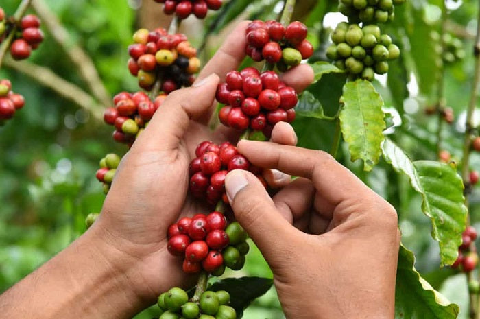 How to Choose the Right Coffee for Your Taste