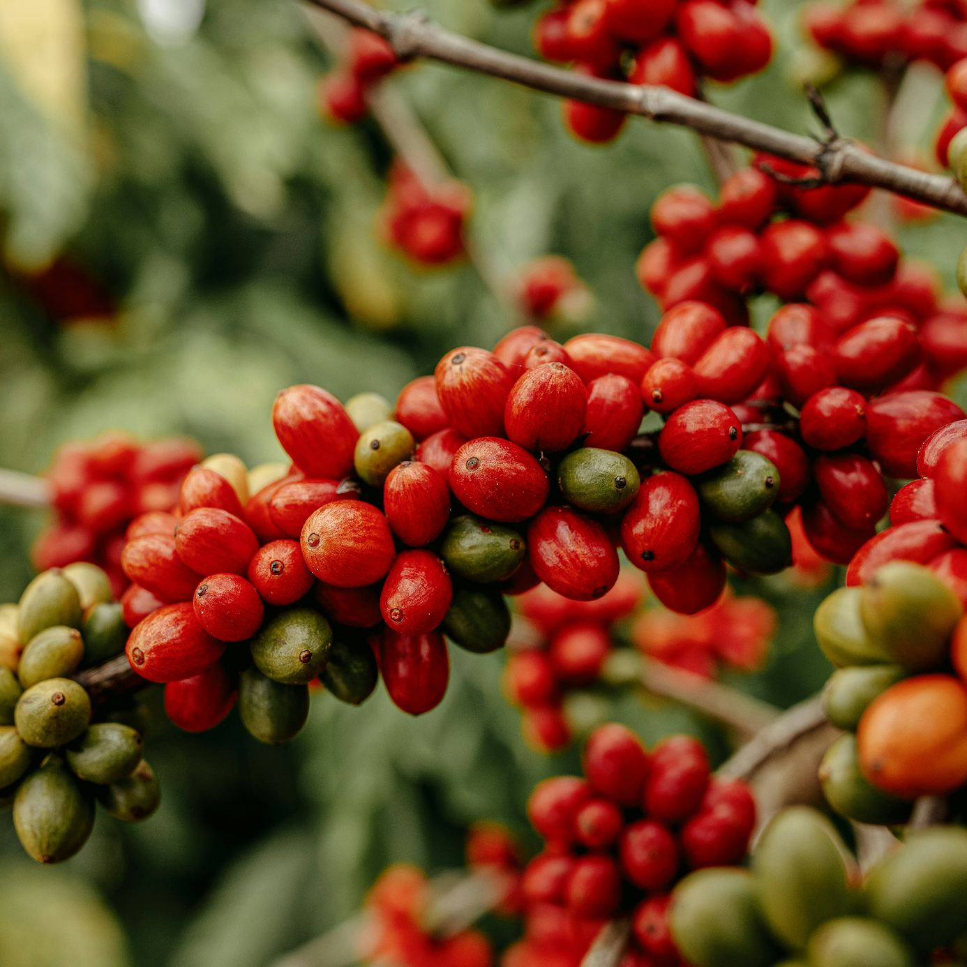 Boxwood Coffee Roasters Single Origin Subscription