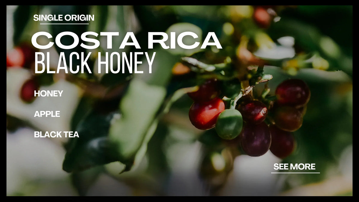 Costa Rica Black Honey: A Sweet and Complex Delight from Boxwood Coffee Roasters