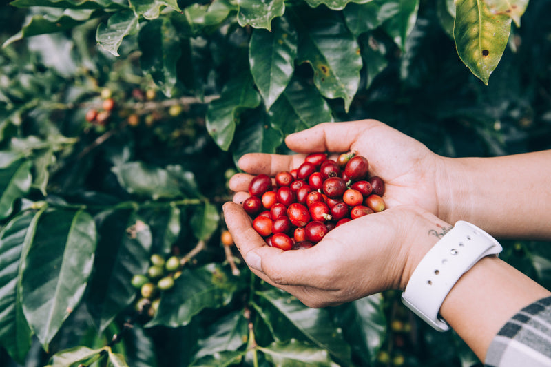 Shop All Coffee